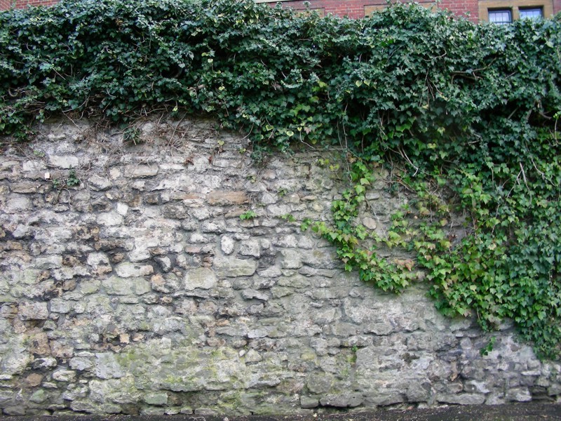 Ivy Wall On Walls Research Project