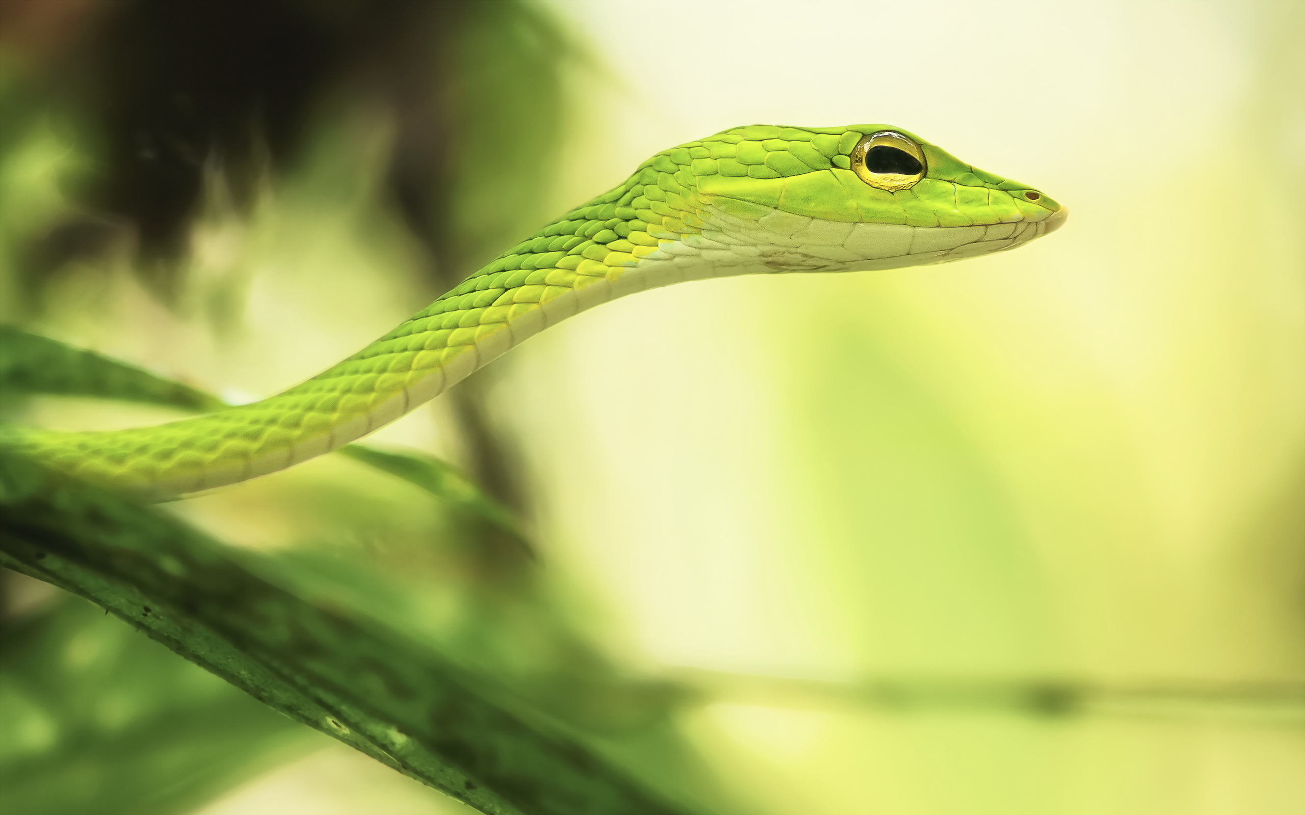 Grass Snake HD Wallpaper Background Image