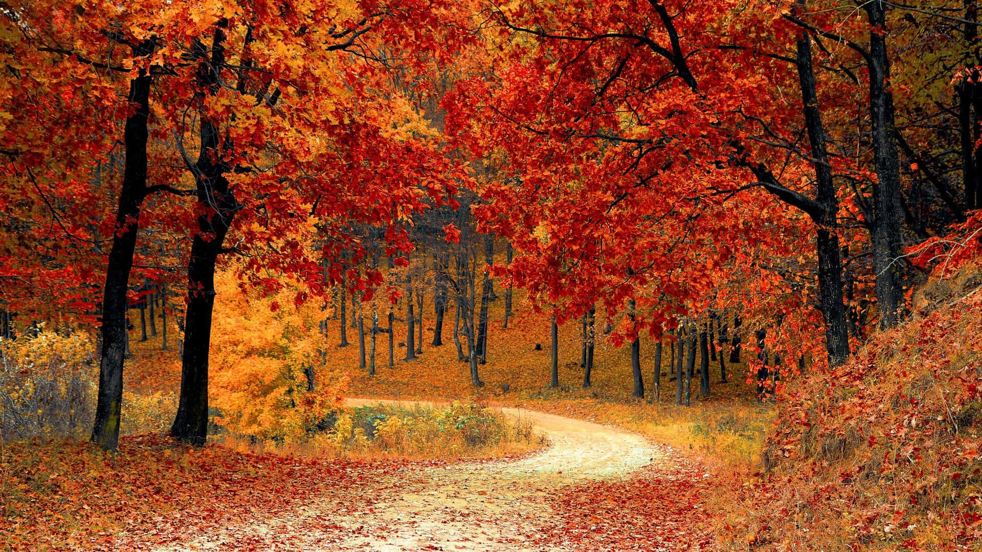 Enjoy The Beauty Of Autumn In This X Image
