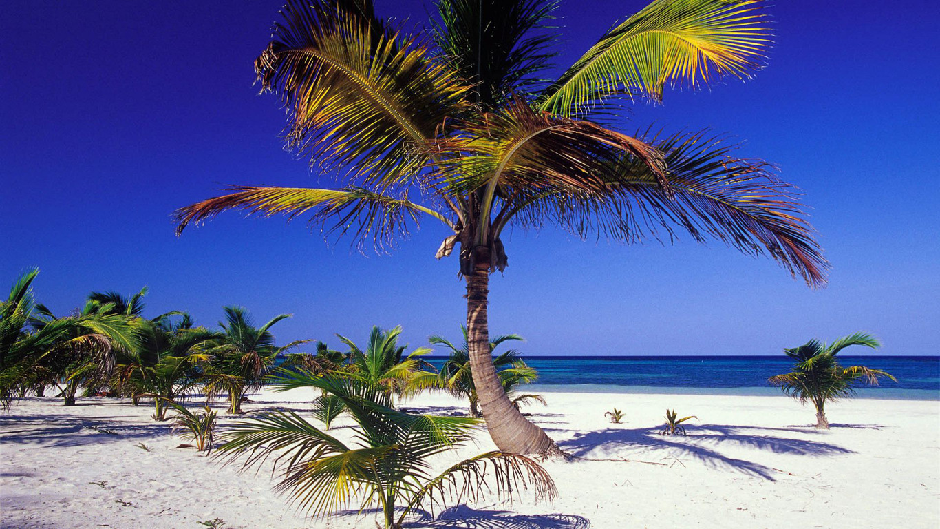 Palm Trees On The Beach Wallpaper