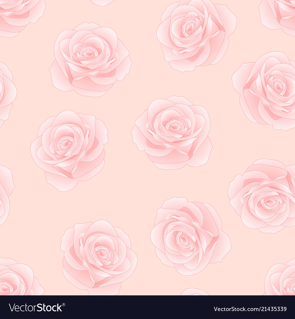 Pink rose rosa on pink background Royalty Free Vector