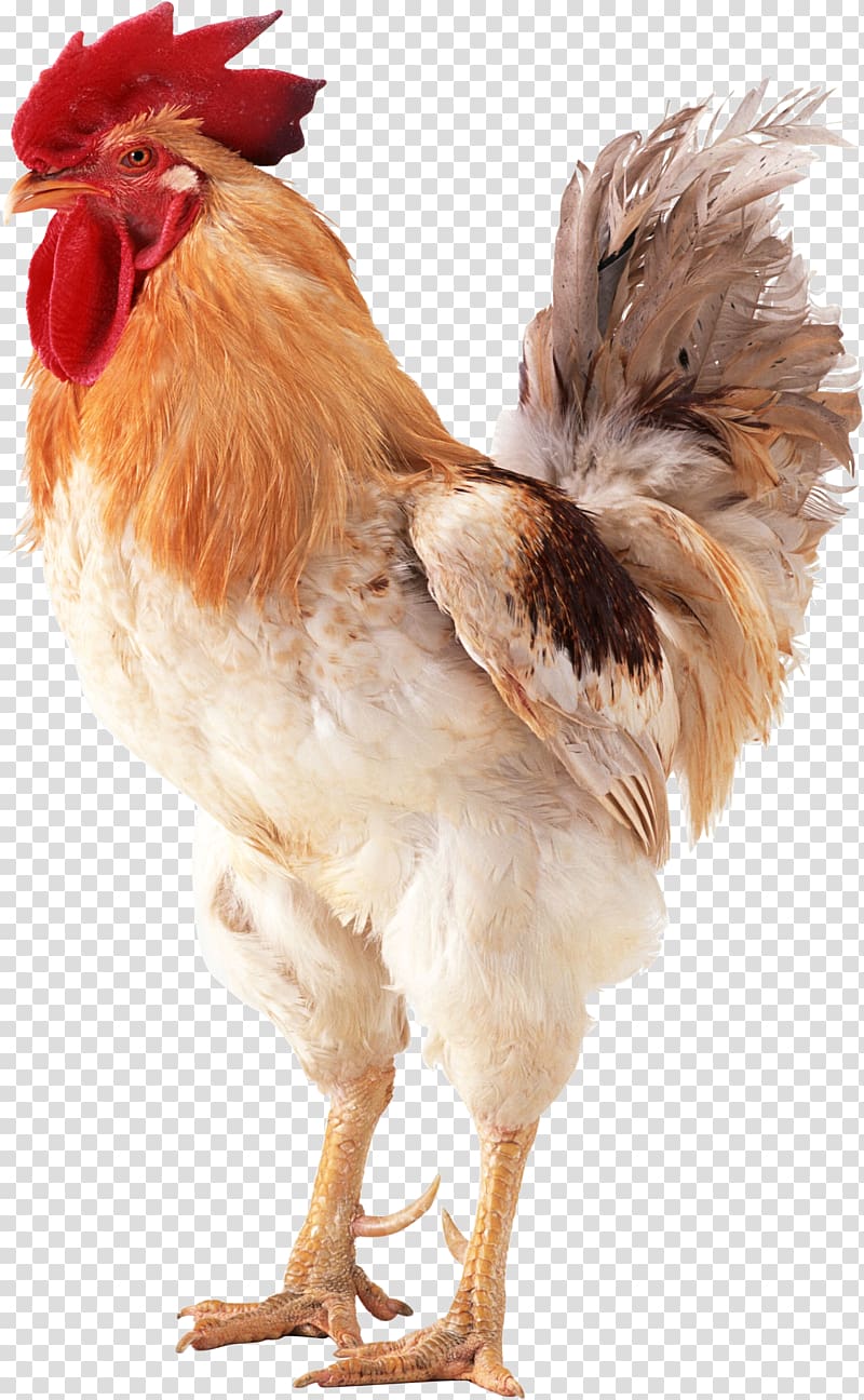 Brahma Chicken Rooster Poultry Transparent Background Png