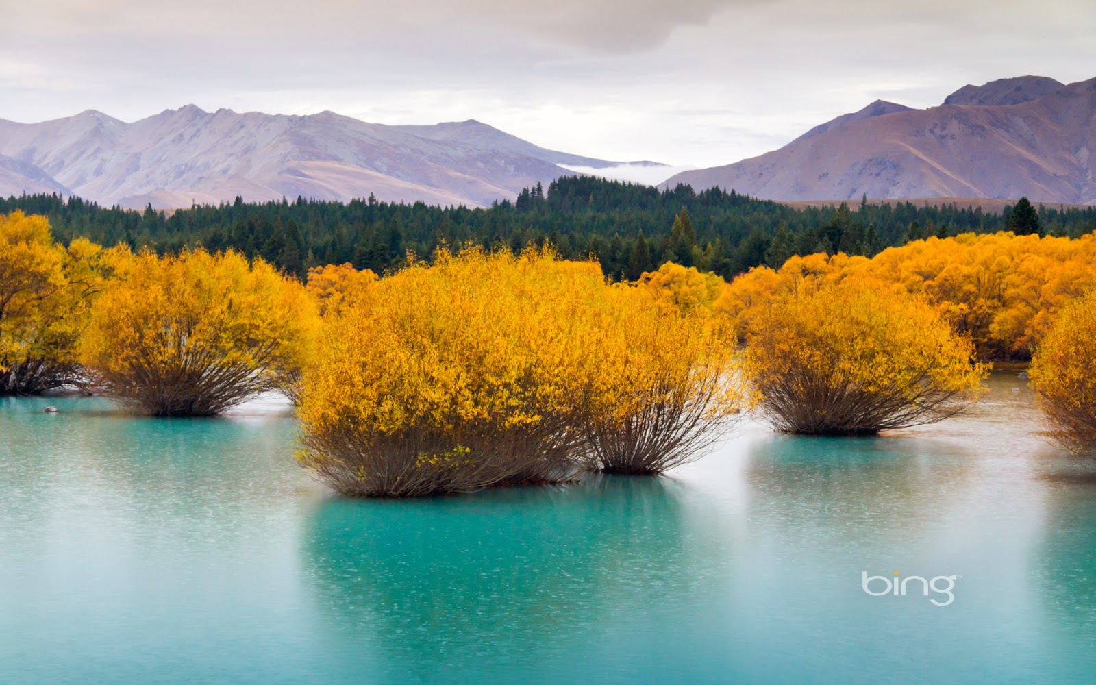 Get a New Bing Wallpaper on Your Android Every Day