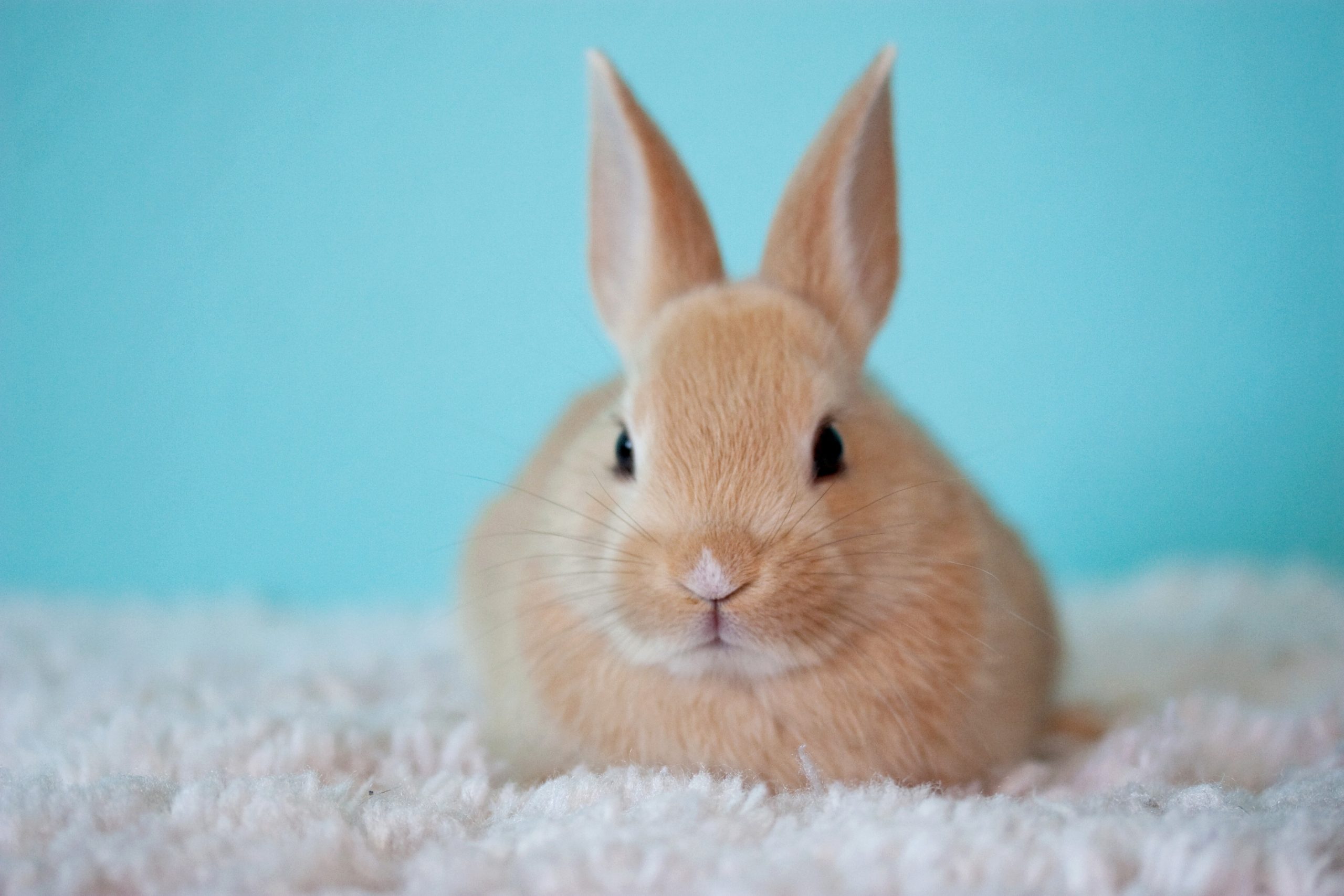 Image Cute Baby Bunny Rabbit Hare Face Whiskers Wallpaper