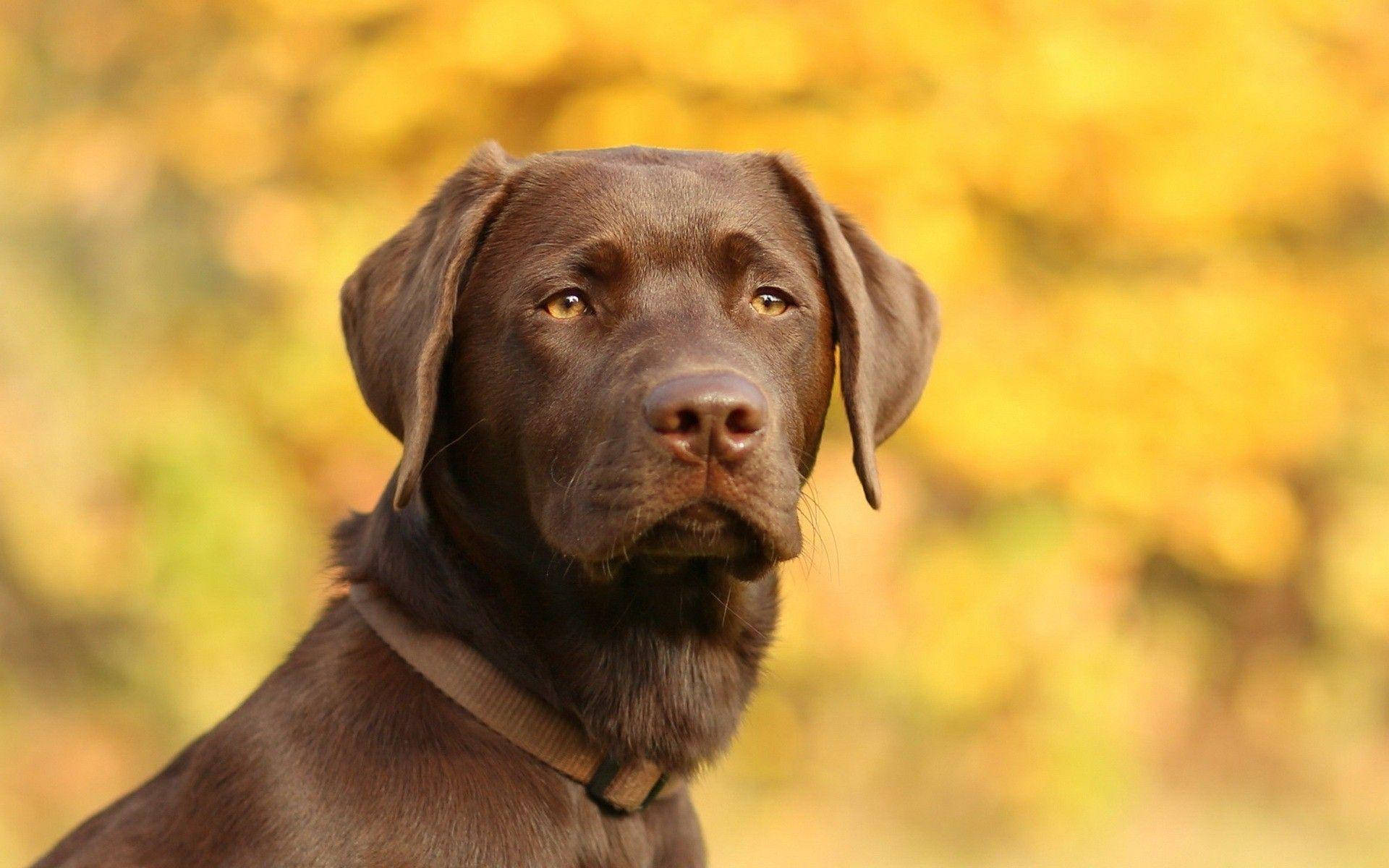 Big Dog Wallpaper