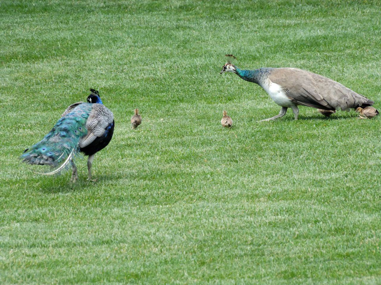 Pea Peahen And Their Chicks Baby Farm Animals Wallpaper