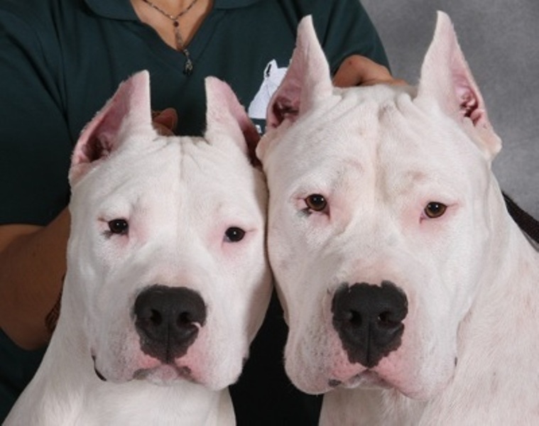 Dogo Argentino Wallpaper HD