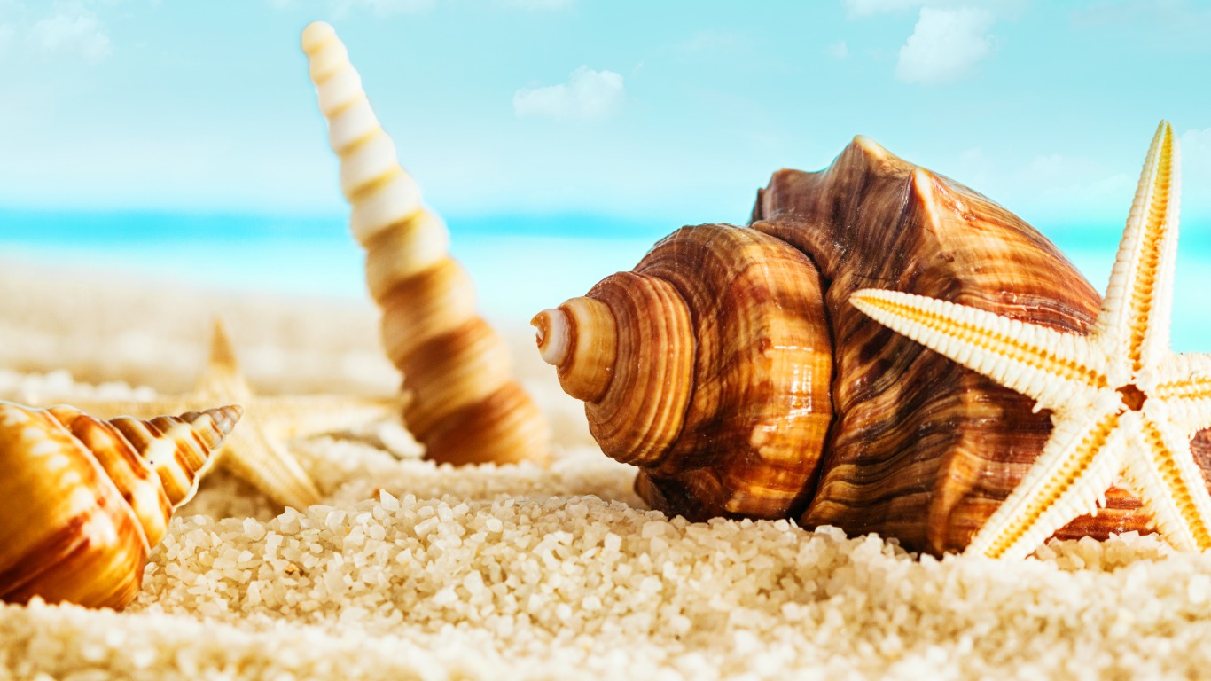 Seashells Wallpaper Collection Most Beautiful Places In