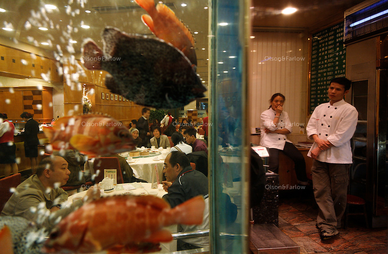 Fish Seafood Restaurant In Guangzhou East Ocean