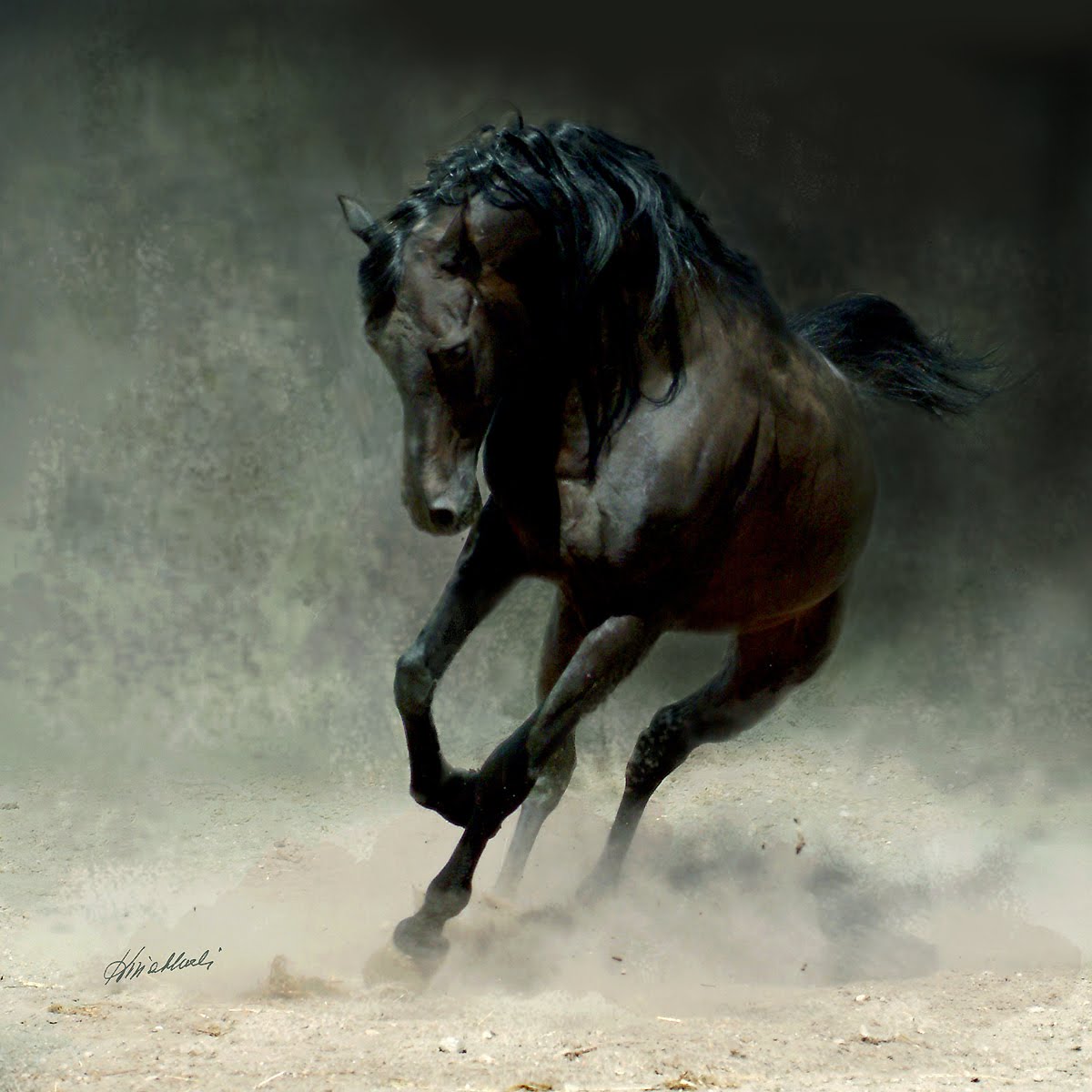 Amazing Dark Horse Running Wallpaper Me