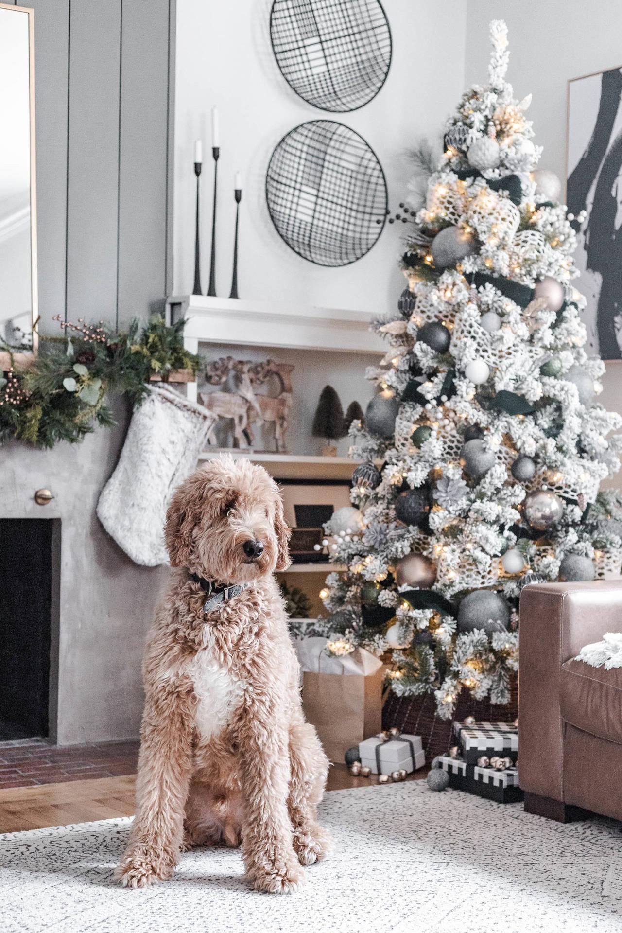 Download Cozy Christmas Aesthetic Cute Dog Wallpaper