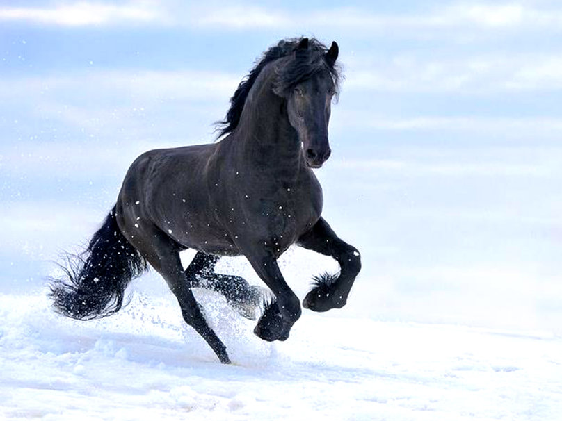 Black Horse In The Snow Wallpaper