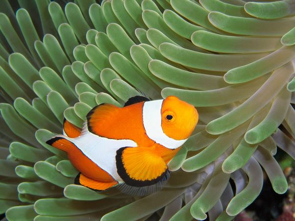 Go Back Gallery For Colorful Sea Anemones With Fish
