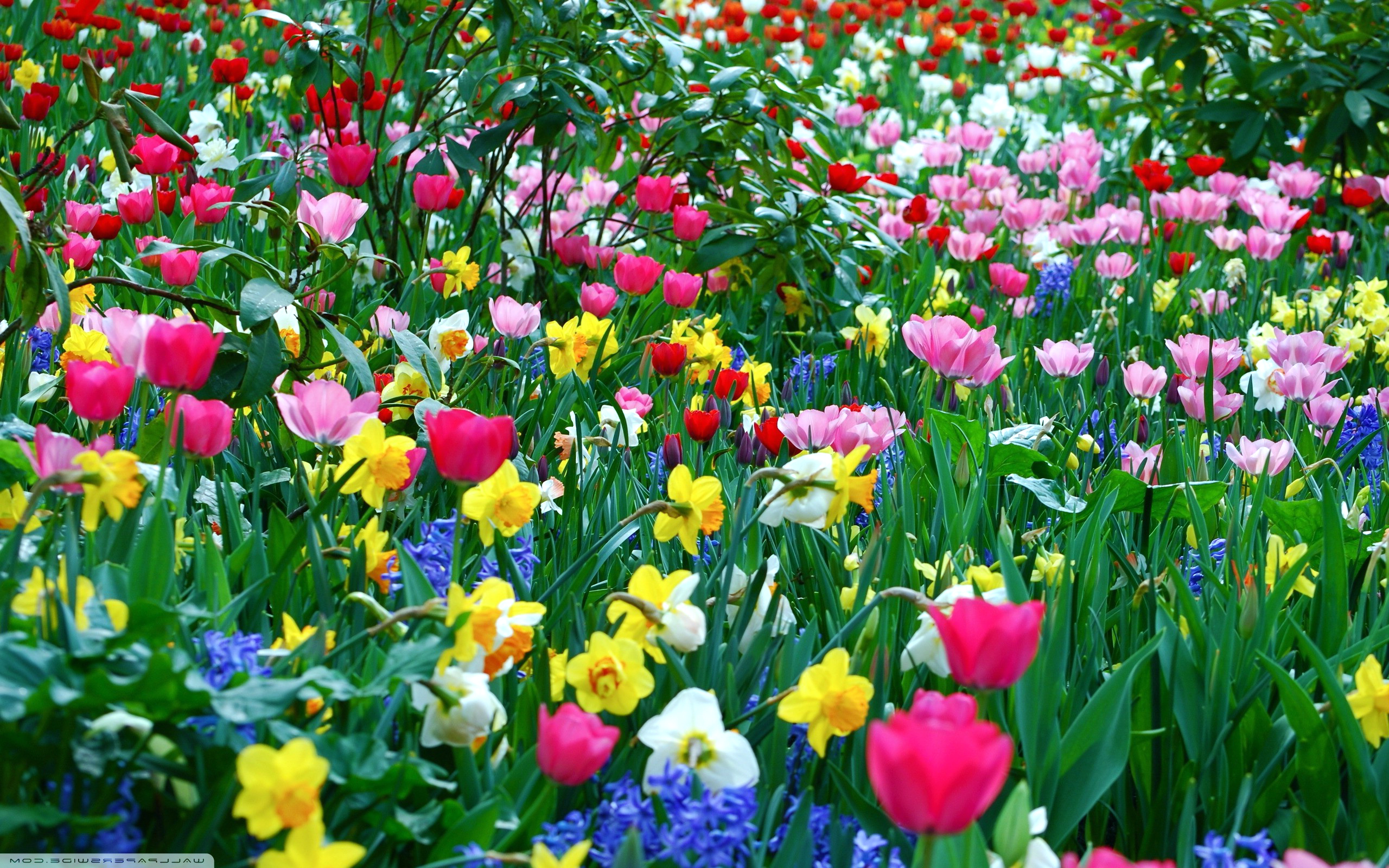 🔥 Download Spring Flowers Wallpaper Flower Background Hd Desktop By