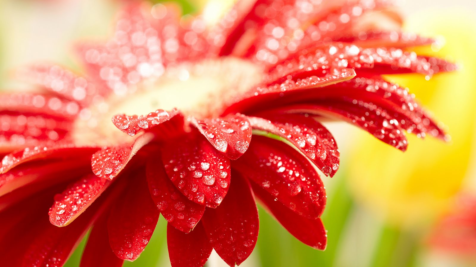 Beautiful Rain Wallpaper For Your Desktop17