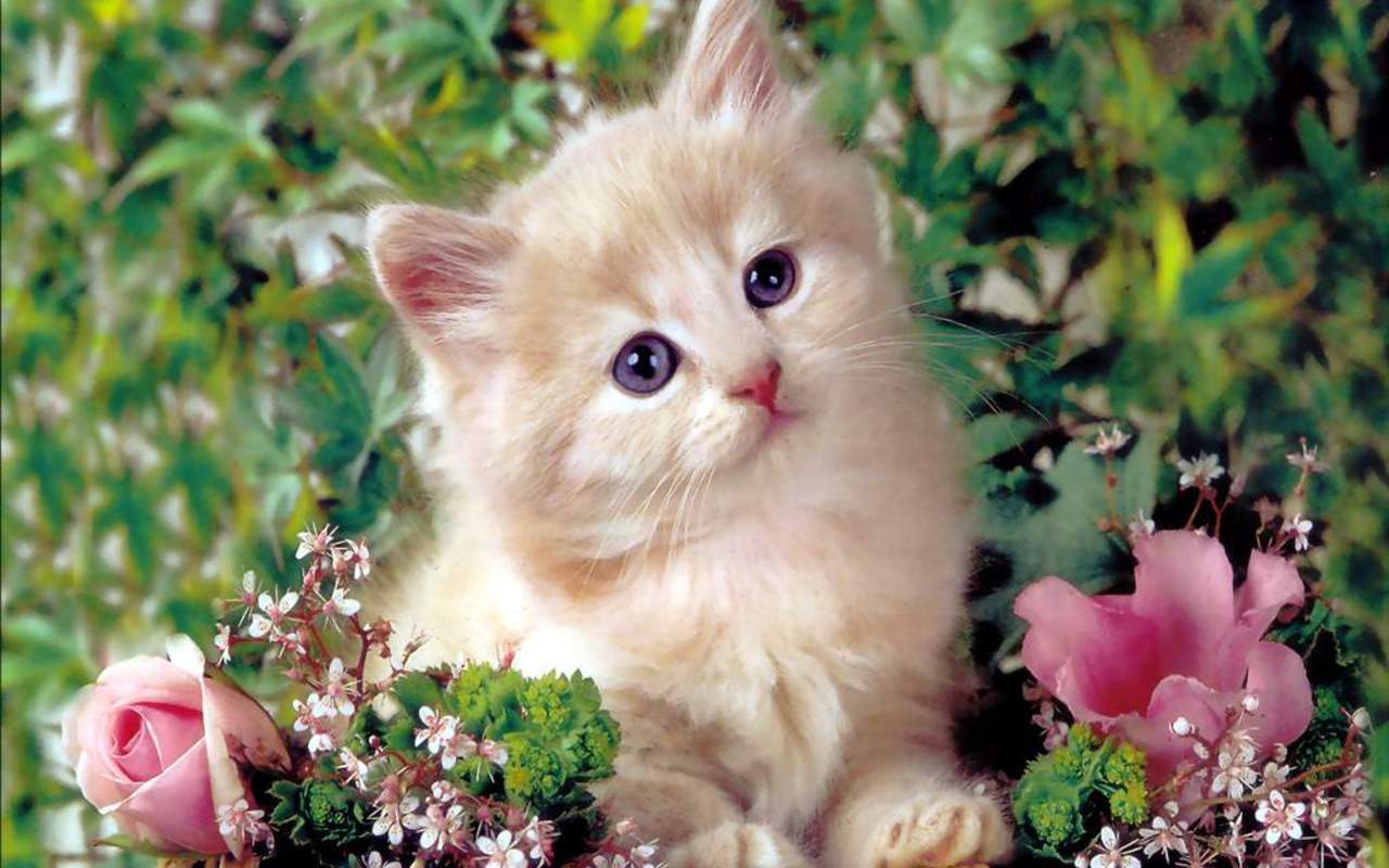 Cute Kitten   Kittens Wallpaper 16122928