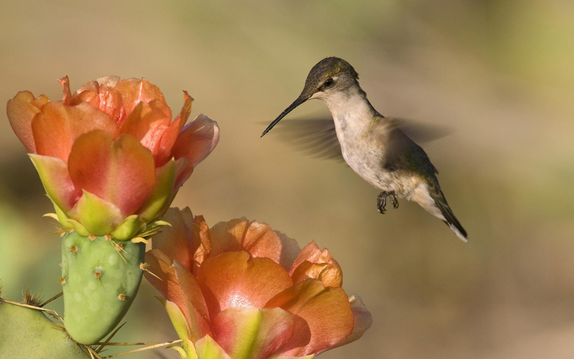 Flowers Birds Wallpaper Hummingbirds