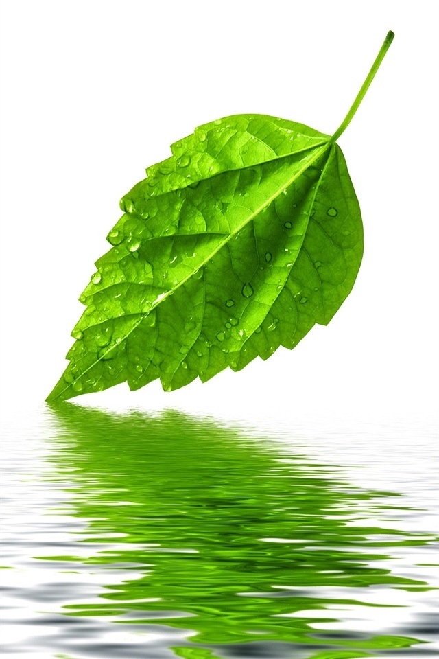 HD Green Leaf Water iPhone Wallpaper Background