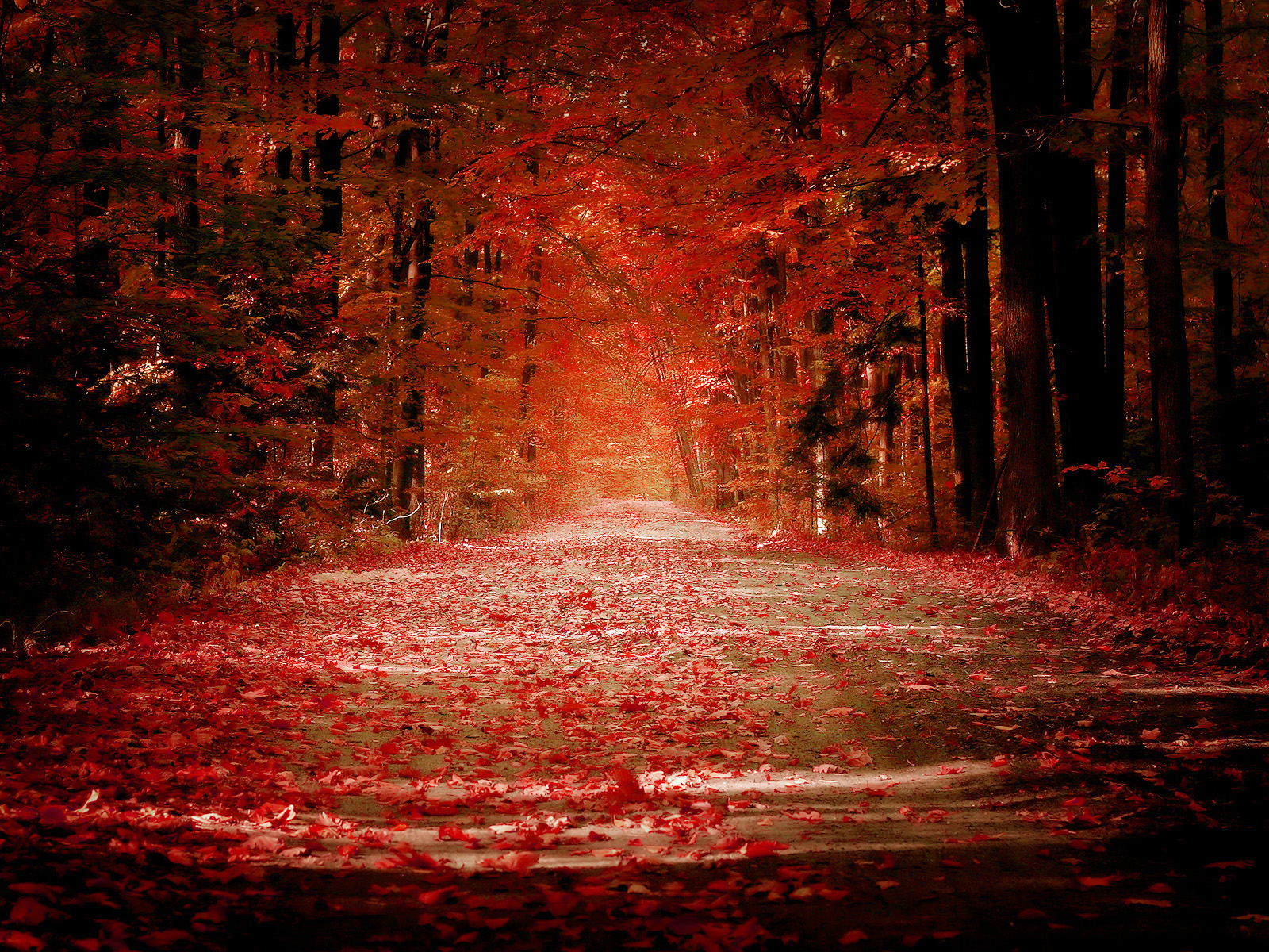 Wallpaper S Red Leaves Beautiful Fall Landscapes HD