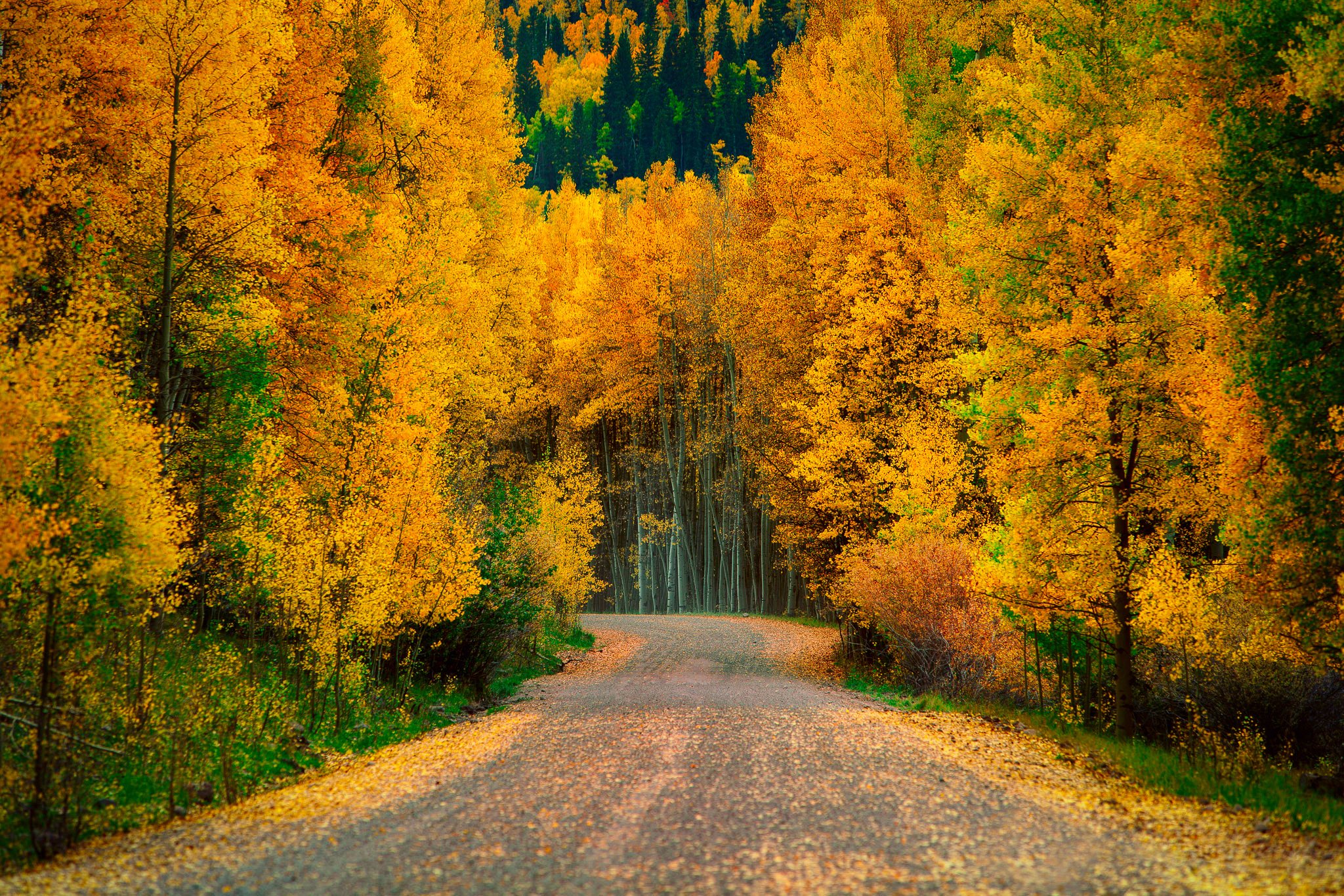 Top Screensaver Forest Road