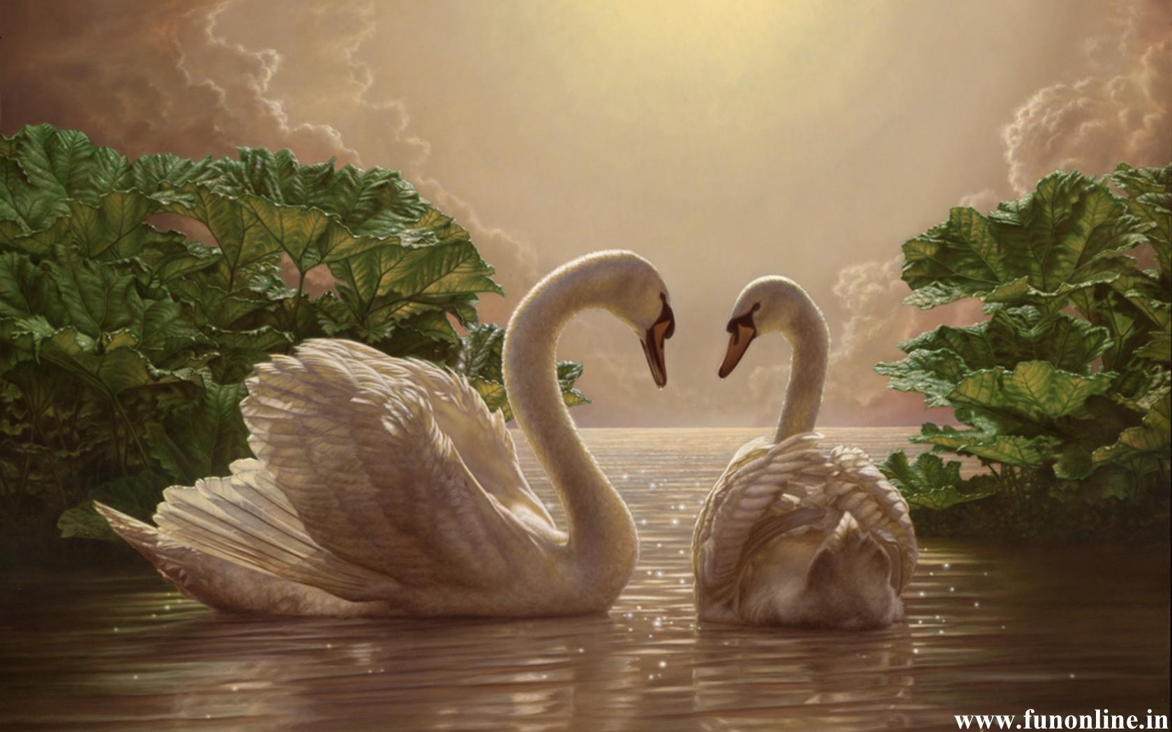 20161 Mute Swan HD, Couple, Bird, Swan - Rare Gallery HD Wallpapers