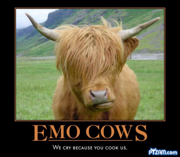 Funny Cow Pictures With Captions HD Beautiful Desktop Wallpaper