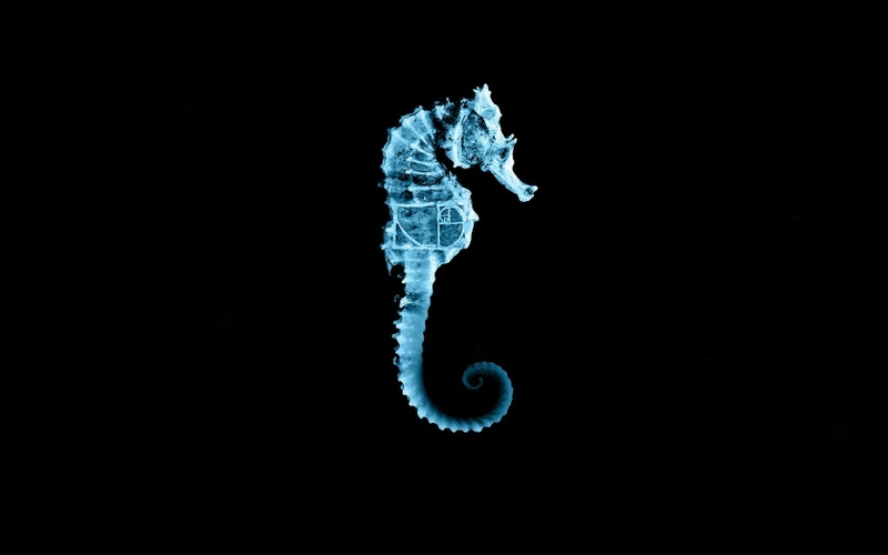 Seahorse Wallpaper Animals Horses HD Desktop