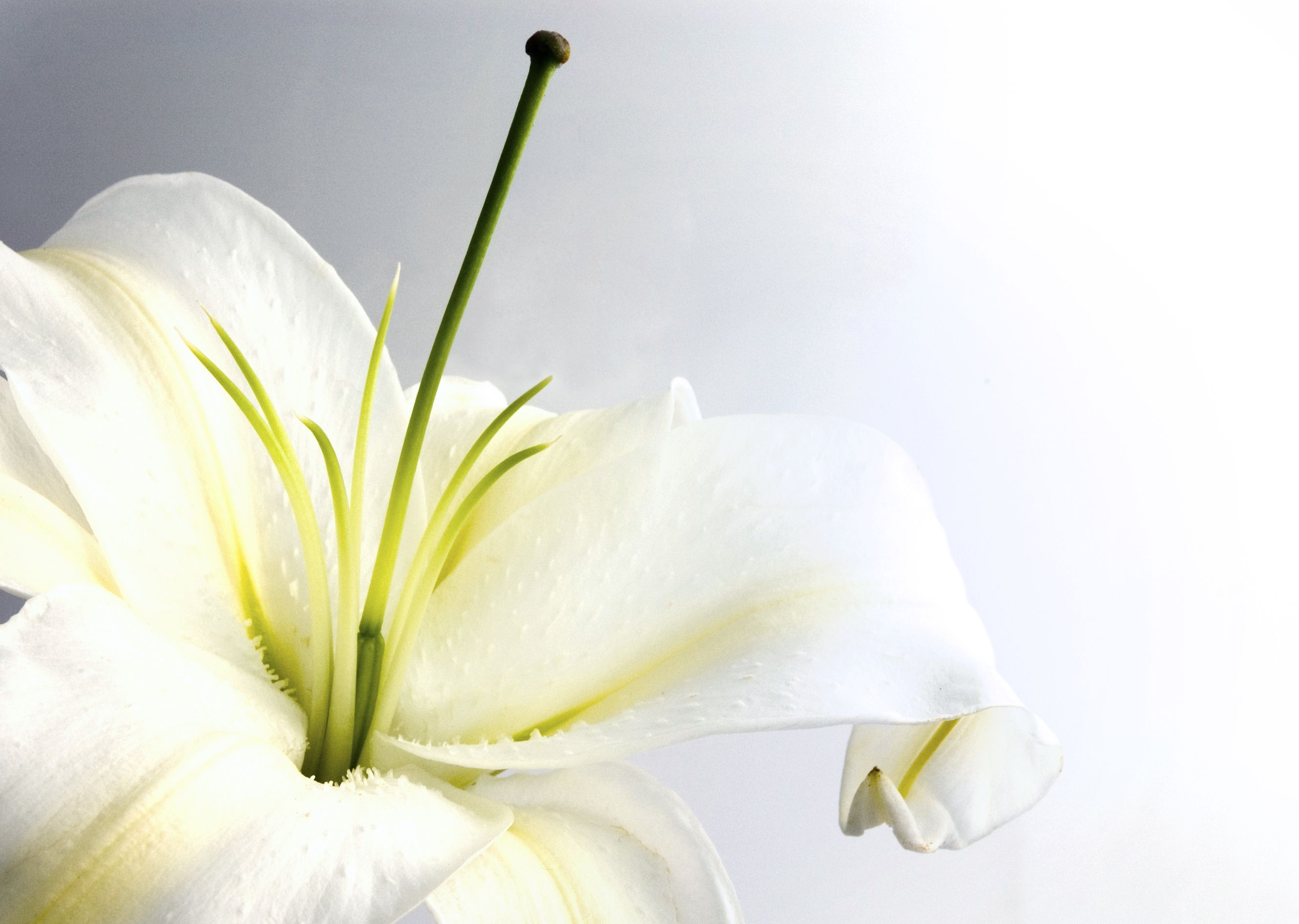 White Lily Lilies