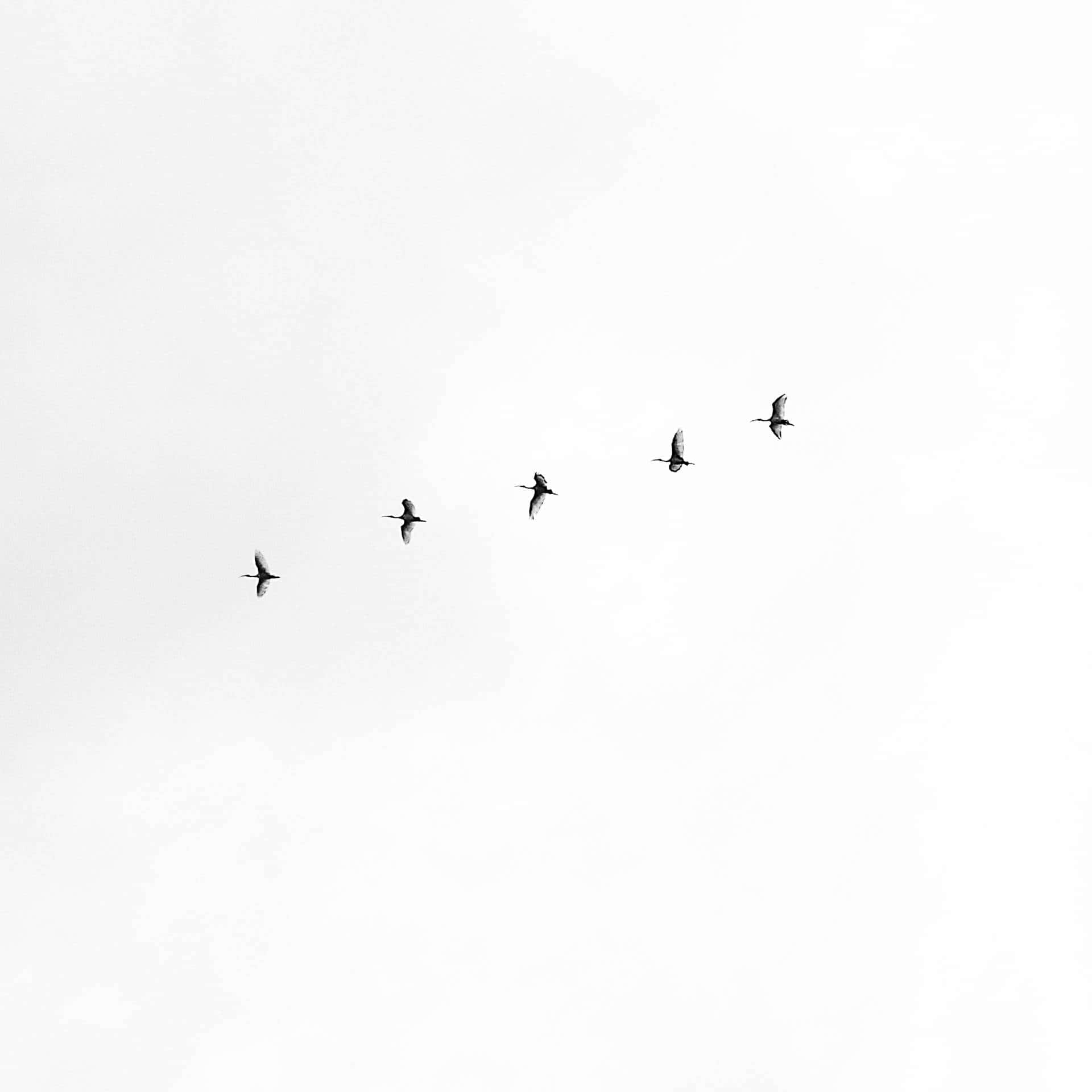 Black And White Aesthetic Pc Wallpaper