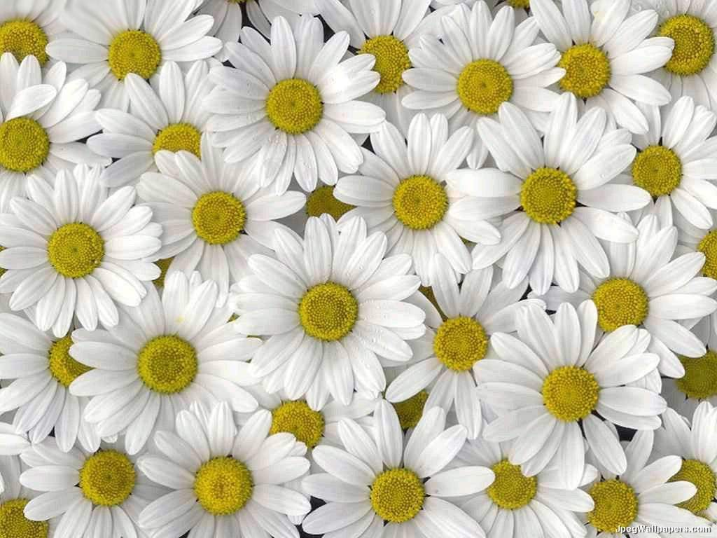 Daisy Wallpaper Flowers