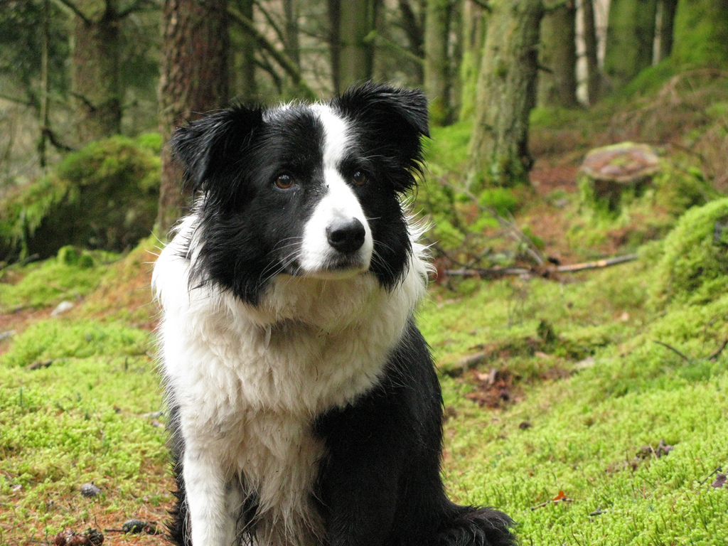 Border Collie Photo And Wallpaper Beautiful Pictures