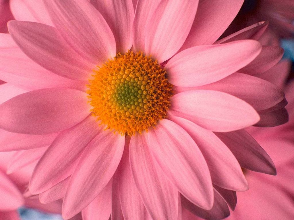 Daisy HD Wallpaper In Flowers Imageci