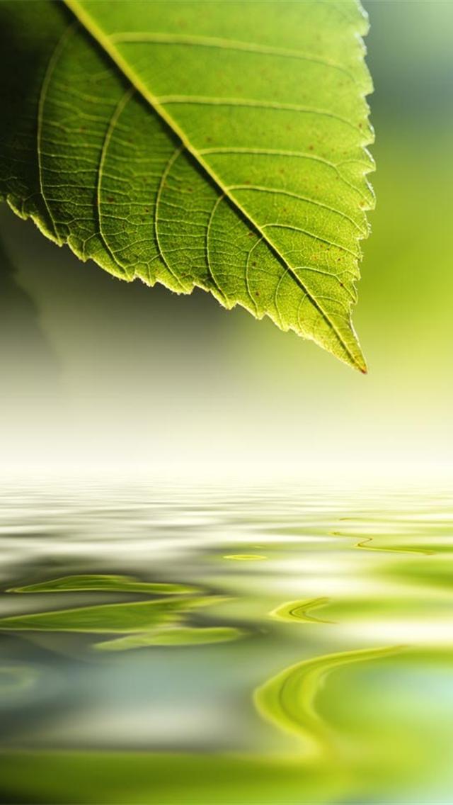 Nature Green Wallpaper For iPhone Good Morning Enjoy Your Day