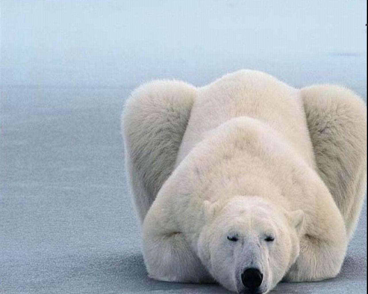 Bing Wallpaper Polar Bear Car Pictures