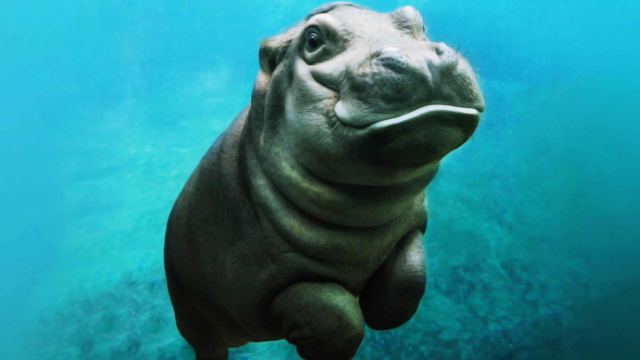 Hippopotamus HD Wallpaper