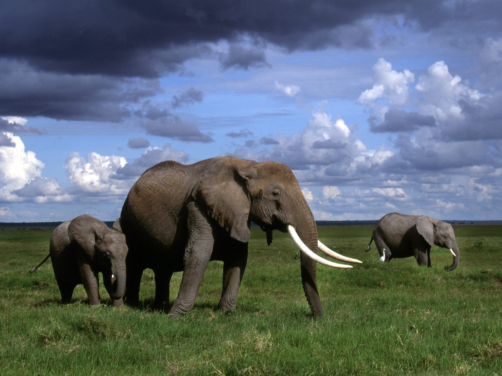 Animals African Elephants Amboseli National Park Kenya Picture Nr