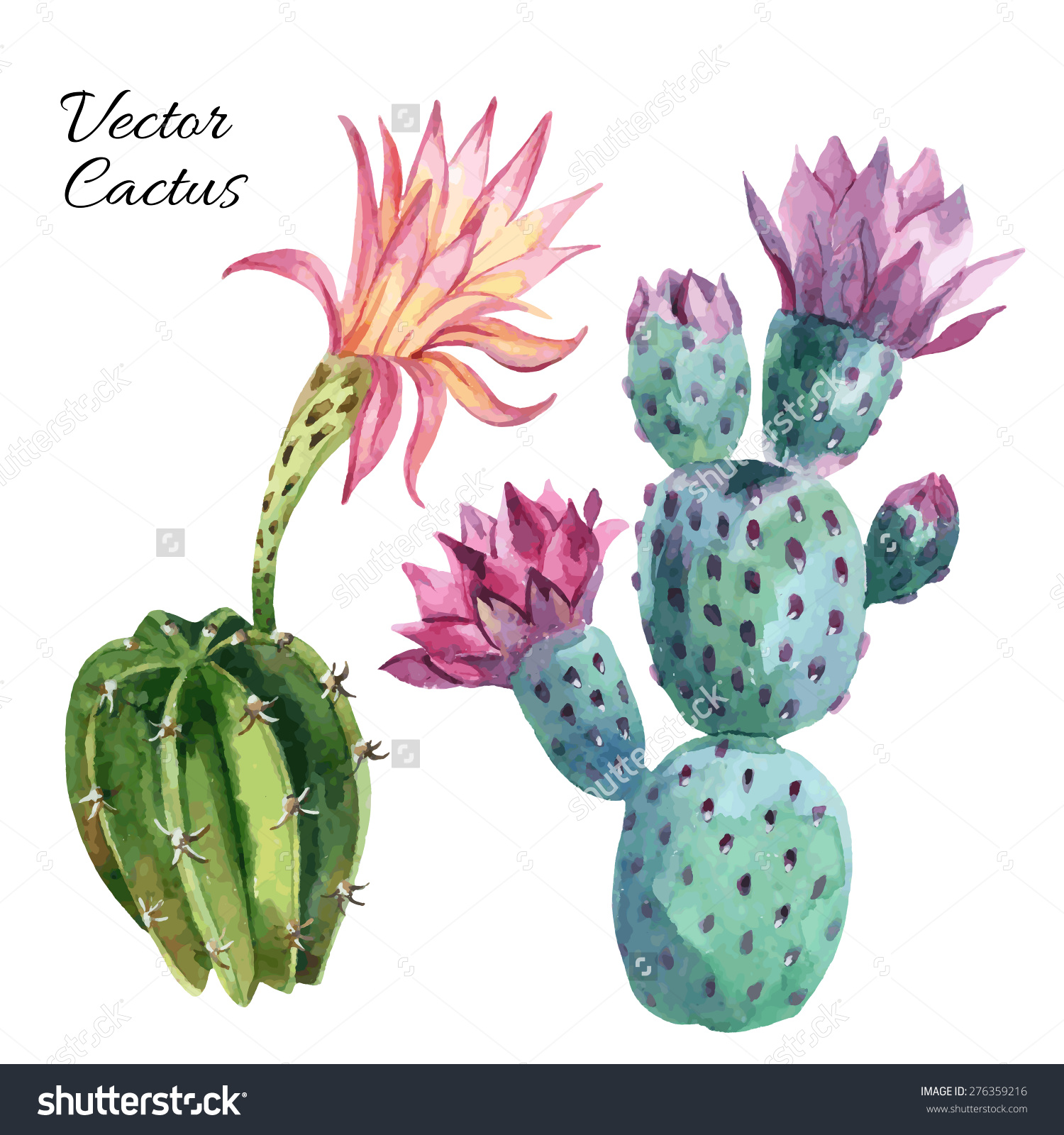 Watercolor Cactus Set Isolated On White Background Hand Painted
