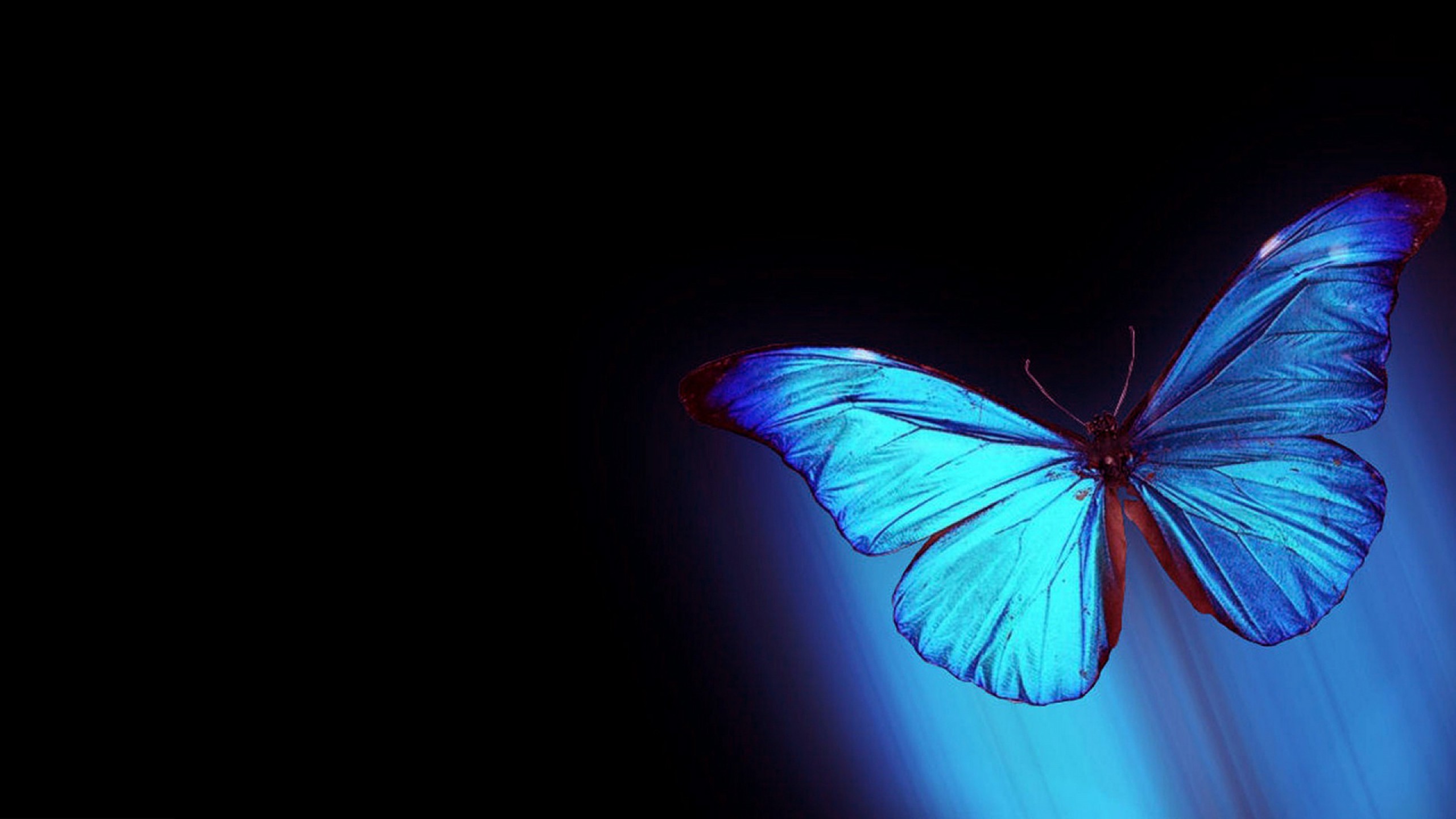 Black And Blue Butterfly Wallpaper Id Frenzia