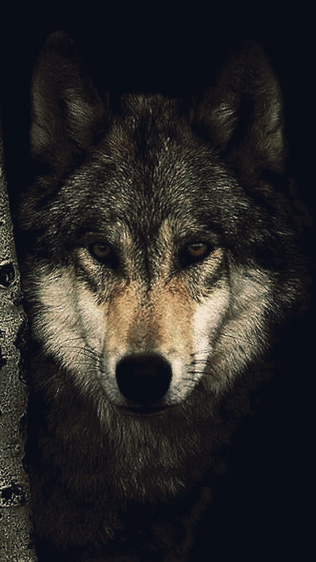 Lone Wolf Wallpaper For Your Screen