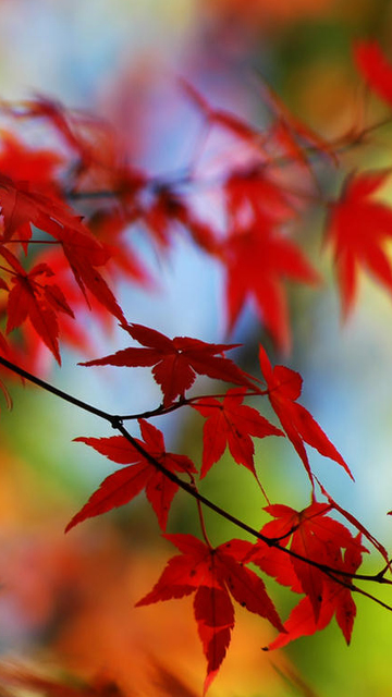 Red Maple Leaf Cell Phone Wallpaper HD And
