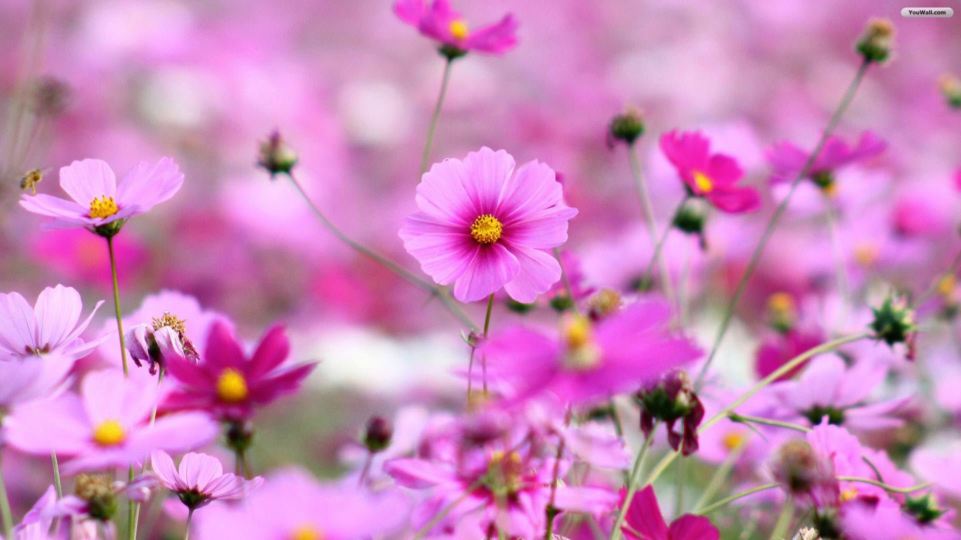 For Spring Flowers Wallpaper HD Desktop Widescreen Mobile