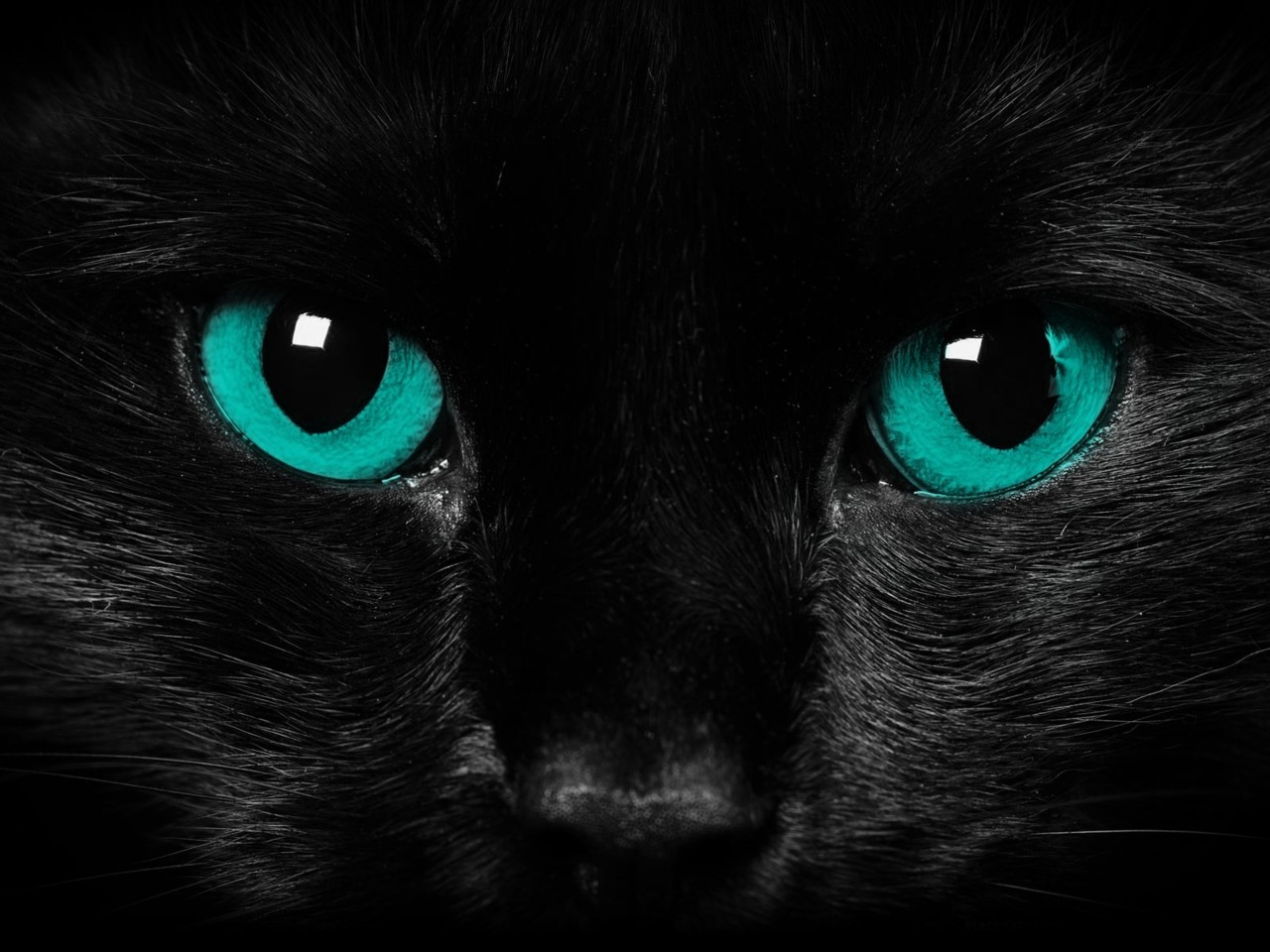 Black Cat Blue Eyes Wallpaper Animals
