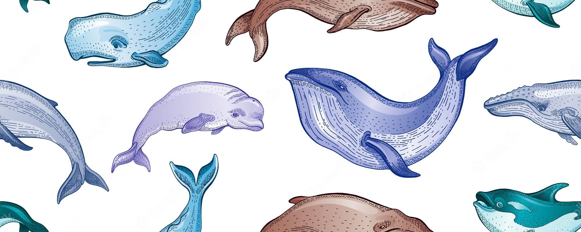 Premium Vector Whale pattern seamless vector sea whale