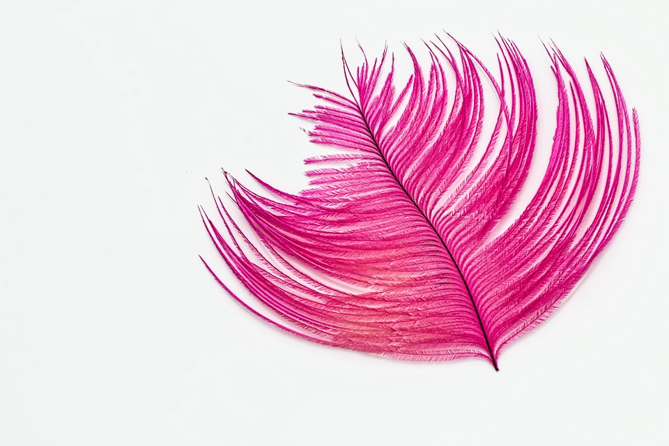 Photo Pink Ostrich Feather Desktop Wallpaper Max Pixel