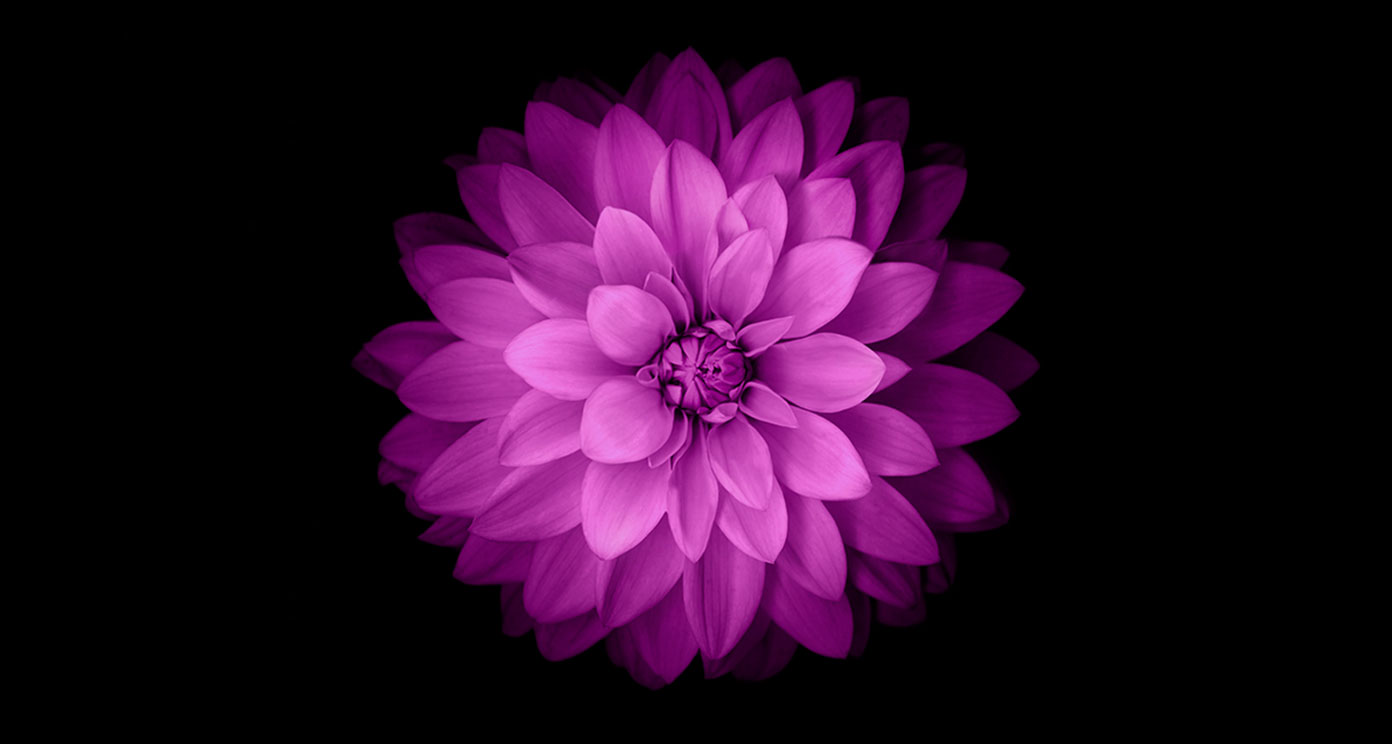 iPhone Official Purple Flower Desktop Wallpaper
