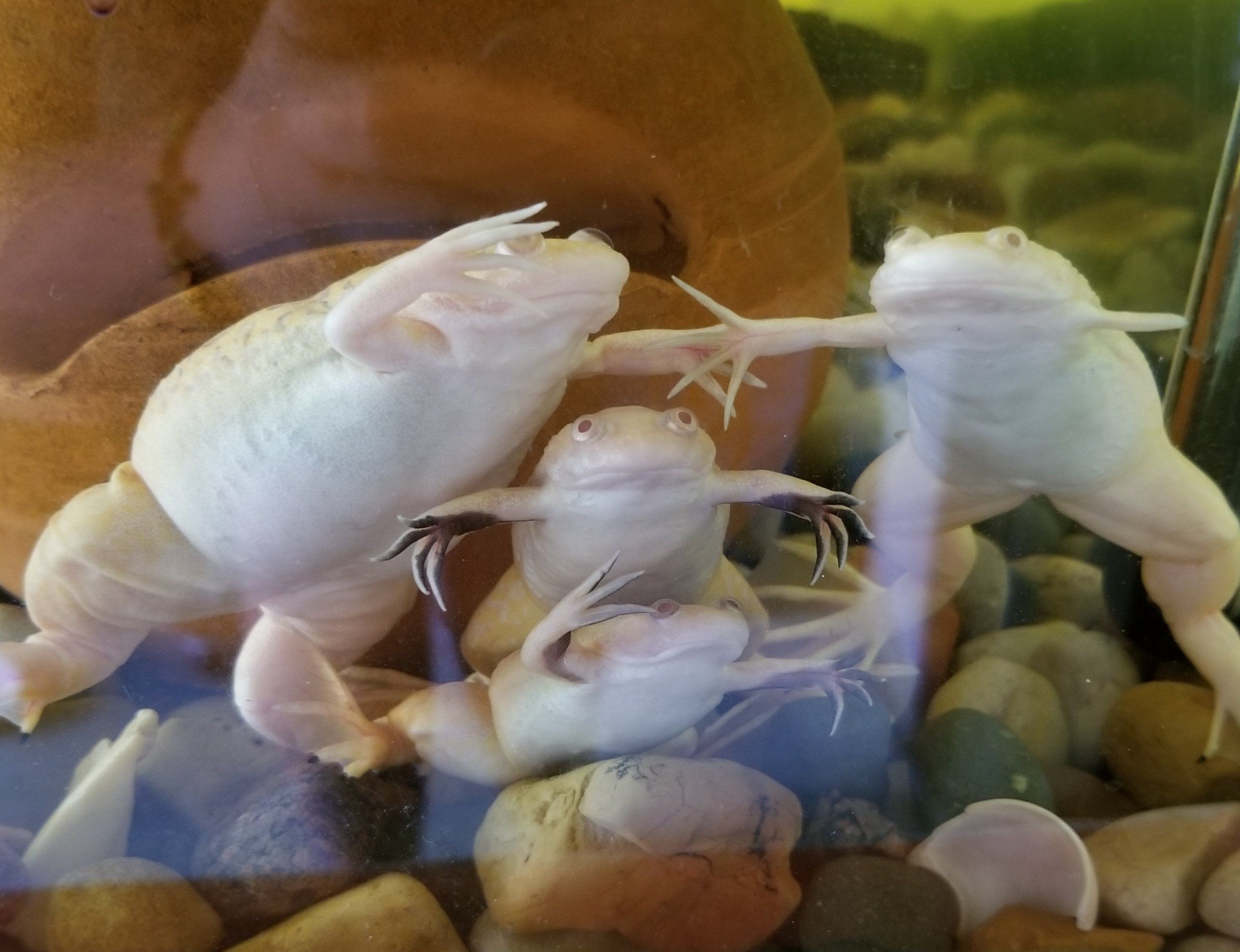 Psbattle These Albino African Clawed Frogs
