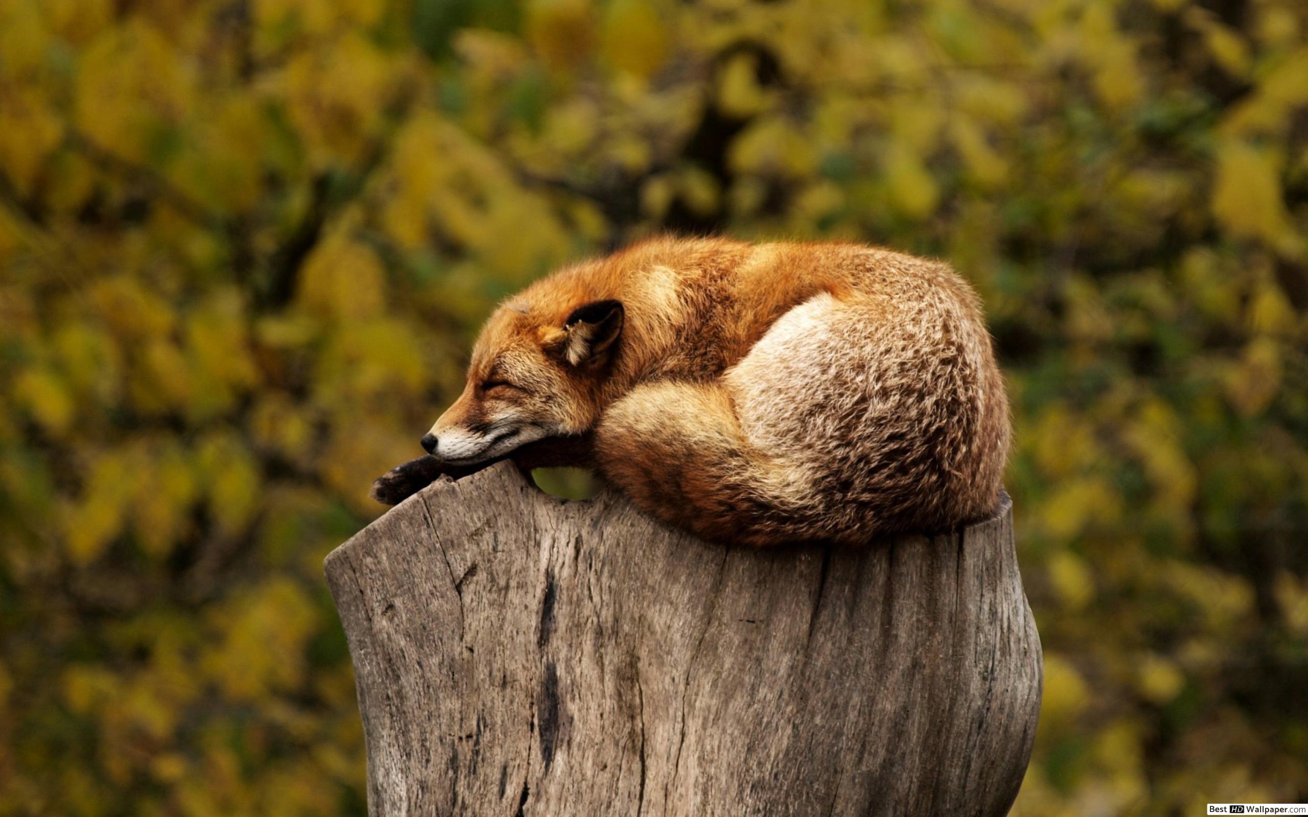 Sleeping Fox HD Wallpaper