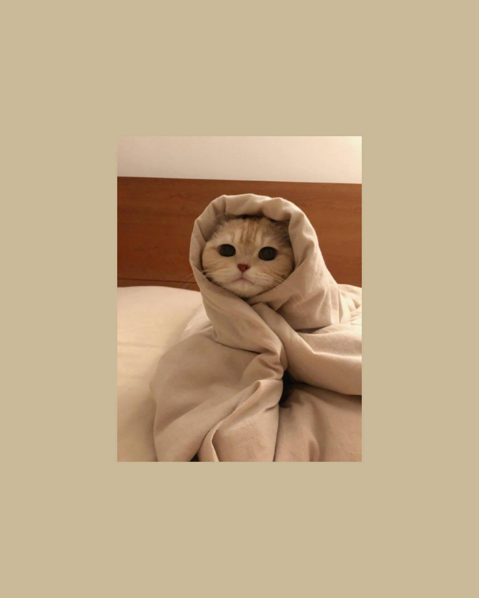 Cute Cat Aesthetic Wallpaper