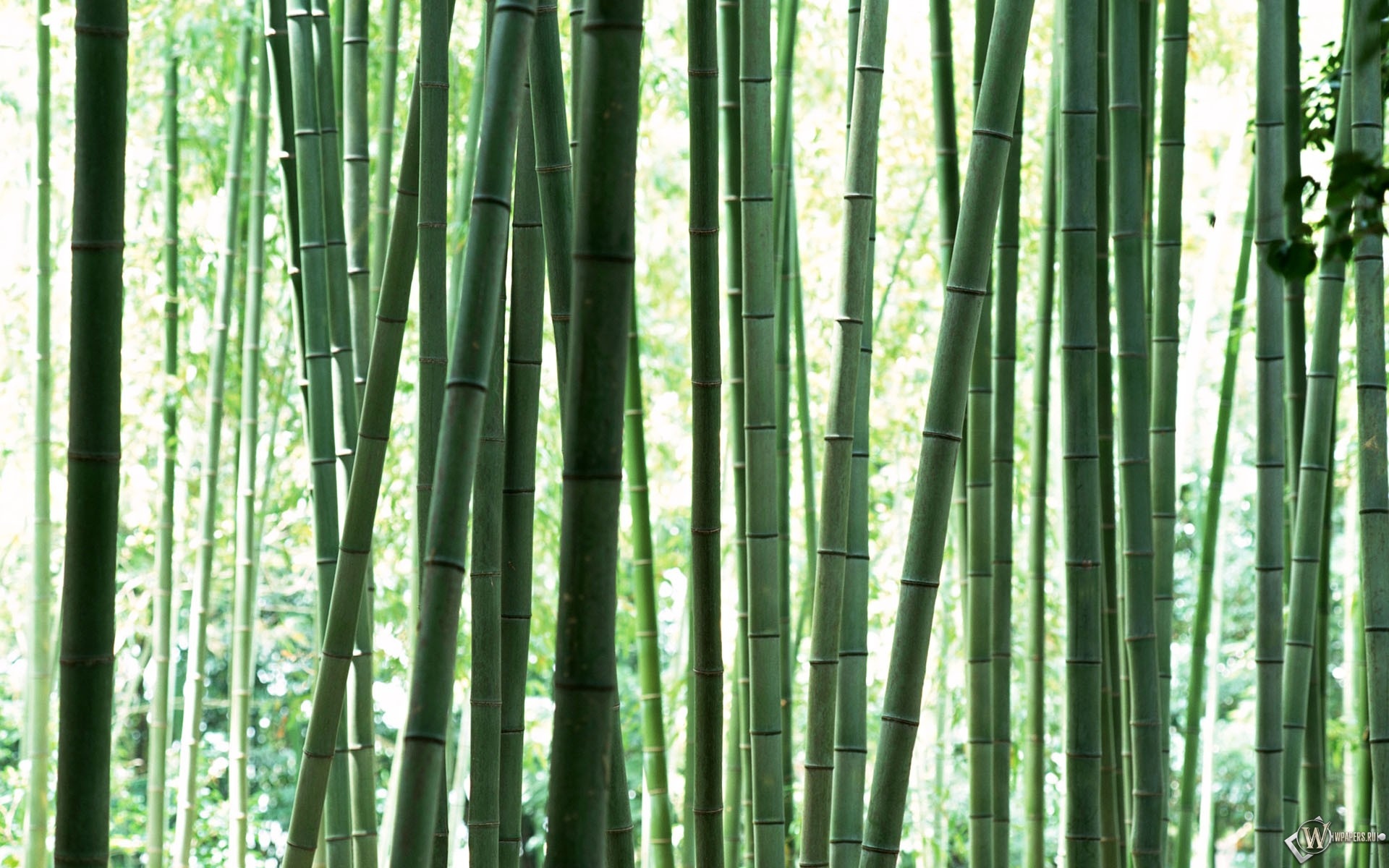 bamboo wallpapers plants