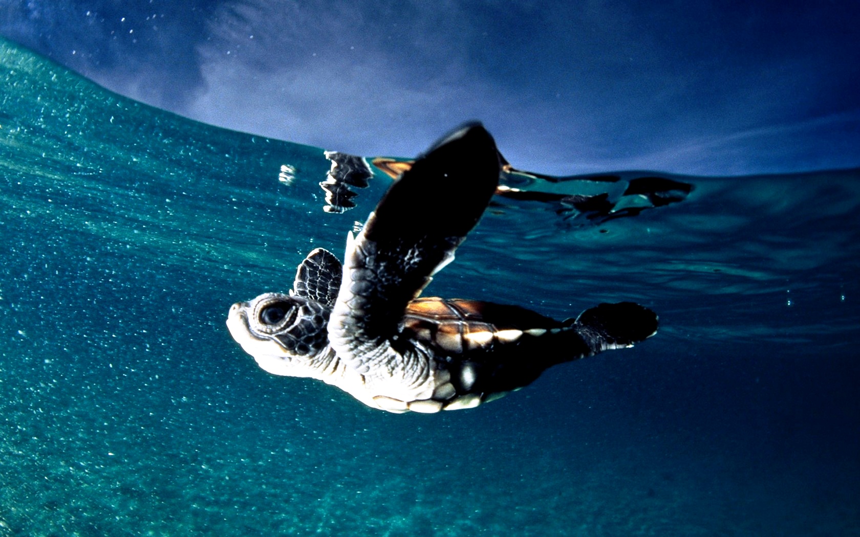 Computer Background And Screensavers Ocean Baby Turtles Jpg